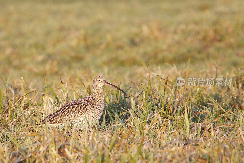 欧亚鹬（Numenius arquata）